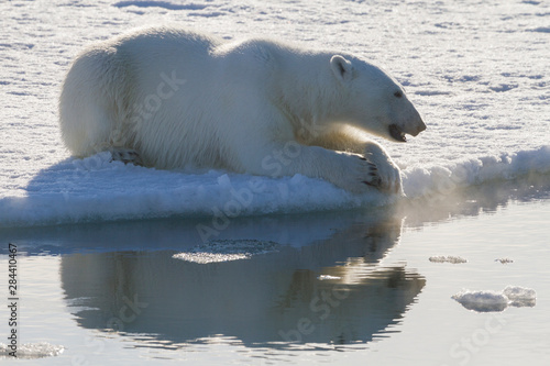Norway  Svalbard. Polar bear backlit as it sits at the edge of the ice.
