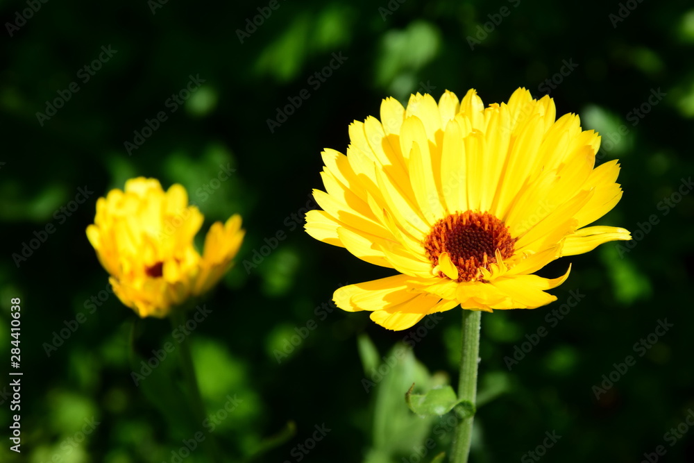 Ringelblumen - Calendula - Alternativmedizin Ringelblumen - Calendula - Alternativmedizin