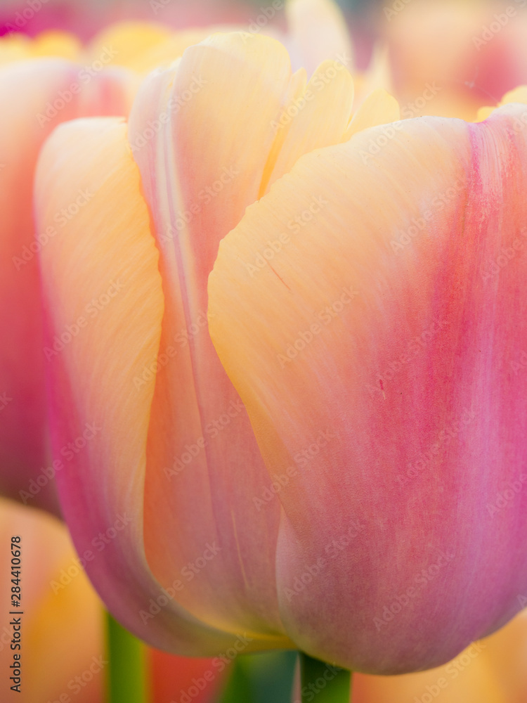 The Netherlands, Lisse, Keukenhof Gardens. Close-up of tulip.