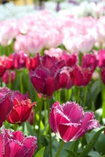 Netherlands  aka Holland   Lisse. Keukenhof Gardens  the world s largest bulb flower park with over 4.5 million tulips in 100 varieties  fringed tulips.