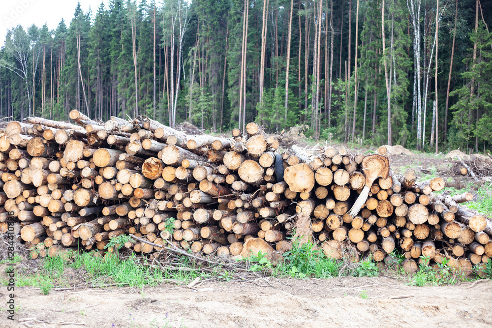 Harvesting the forest. Sawn forest. Logs lie in rows. Coniferous forest was processed into logs for the manufacture of boards. Felling trees. The wood processing industry uses wood. Harvesting the forest. Sawn forest. Logs lie in rows. Coniferous forest was processed into logs for the manufacture of boards. Felling trees. The wood processing industry uses wood.