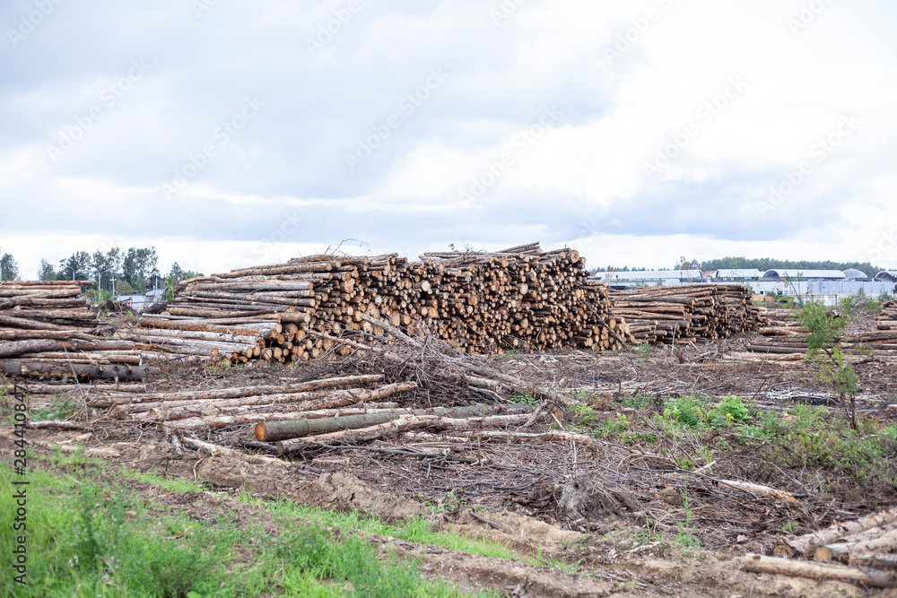 Harvesting the forest. Sawn forest. Logs lie in rows. Coniferous forest was processed into logs for the manufacture of boards. Felling trees. The wood processing industry uses wood.