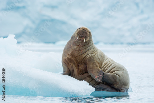 Norway. Svalbard. Nordaustlandet Island. Brasvelbreen. Young Atlantic walrus (Odobenus rosmarus) resting on an ice floe.