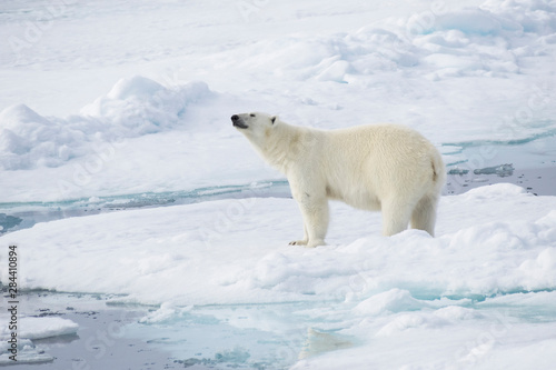 Arctic, Norway, Svalbard, Spitsbergen, pack ice, polar bear (Ursus maritimus) Female polar bear.