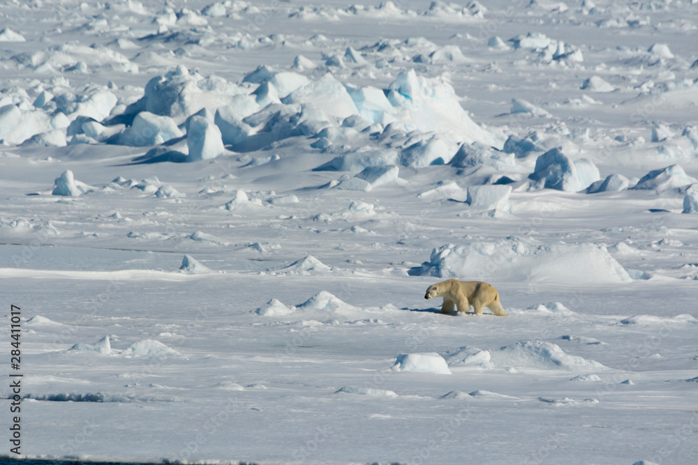 Norway. Svalbard. Hinlopen Strait. Polar bear (Ursus maritimus) walking on the drift ice.