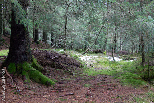 Bosque verde con verde