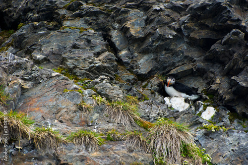 Norway. Svalbard. Krossfjord. Nesting colony of puffins (Fratercula arctica) photo