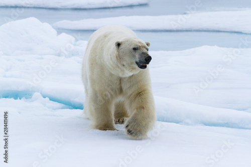 Norway, Svalbard. Polar bear walking on snow.