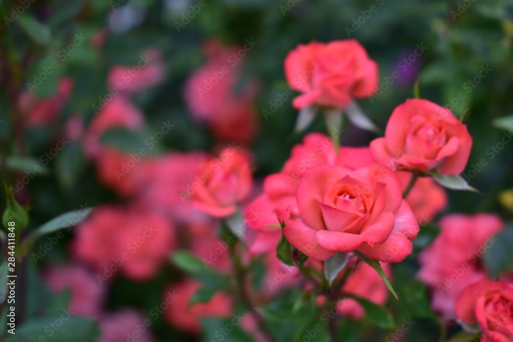 pink rose in the rose garden pink rose in the rose garden