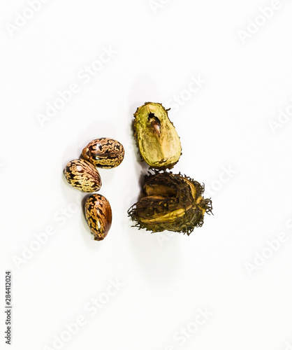 Castor seeds on a white background