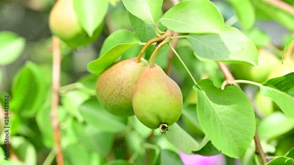 Pair of pears on a branch swining by the wind among green leaves Pair of pears on a branch swining by the wind among green leaves