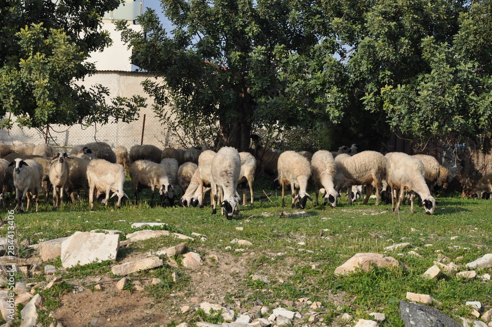 The beautiful Animal Sheep in the natural environment (farm) The beautiful Animal Sheep in the natural environment (farm)