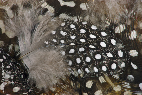 plume et duvet de pintade tacheté, noir et blanche, plan rapproché, macro photo