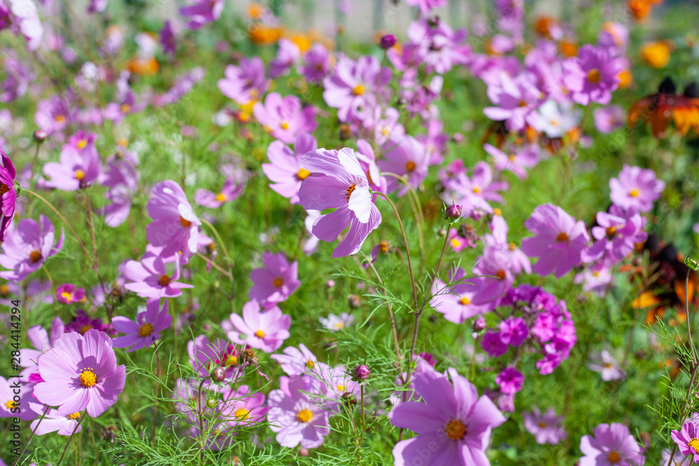 Flowers in the garden. Beautiful flowers in natural light. Background of flowers. Flowers in the garden. Beautiful flowers in natural light. Background of flowers.