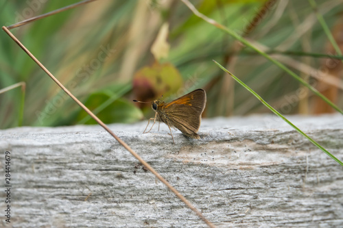 Φωτογραφία Tawny Edged Skipper in Summer