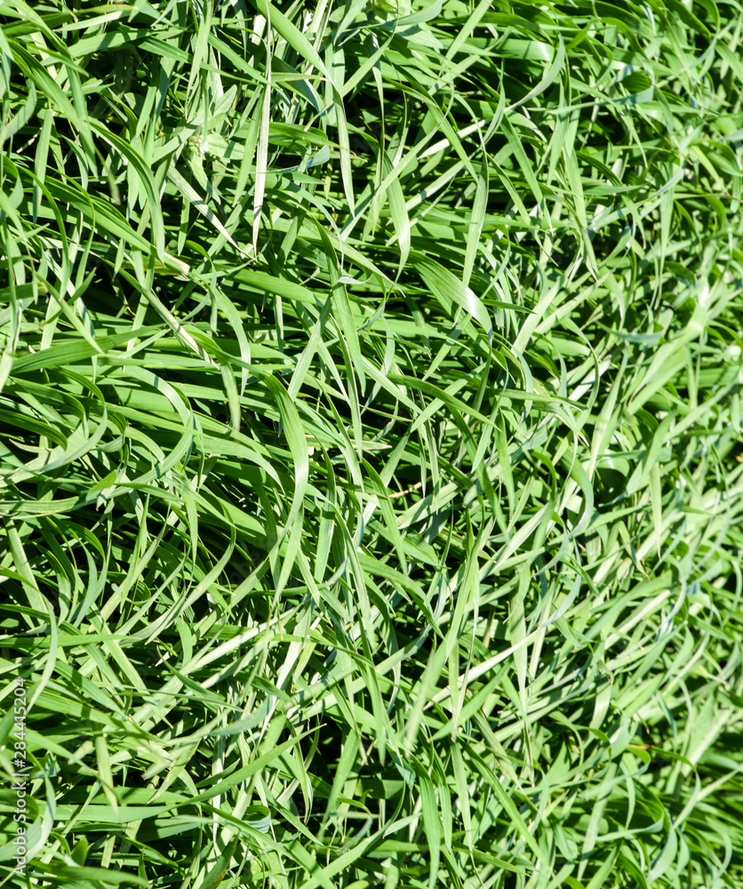 Young wheat green on the field, background texture of grass. Young wheat green on the field, background texture of grass.
