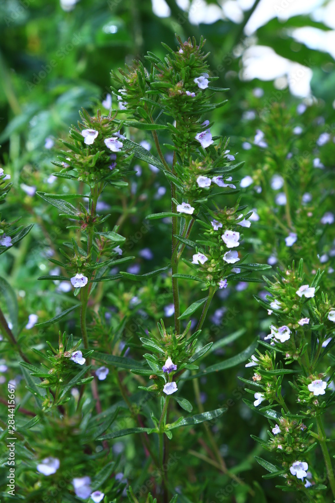 Beauteful Little flowers on a green background Beauteful Little flowers on a green background