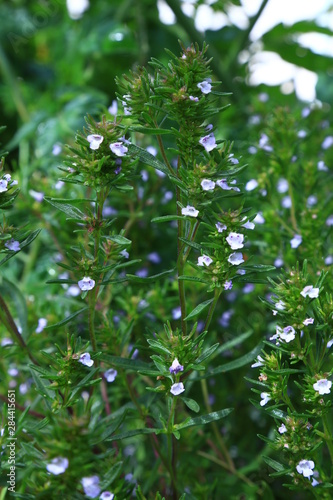 Beauteful Little flowers on a green background 