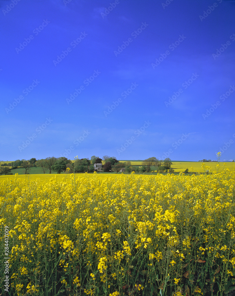 England, Honiton. The pollen is thick in this rape seed field near Honiton in Devon, England.