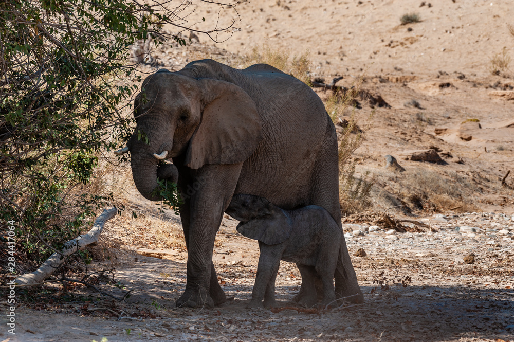 Fototapeta premium One adult Desert Elephant -Loxodonta Africana- with its calf feeding itself from the mother, browsing along the Honaib River in North-Western Namibia.