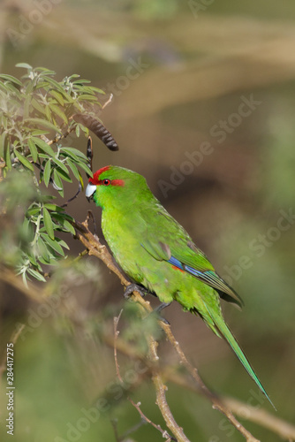 Red Crowned Parakeet Endemic to New Zealand