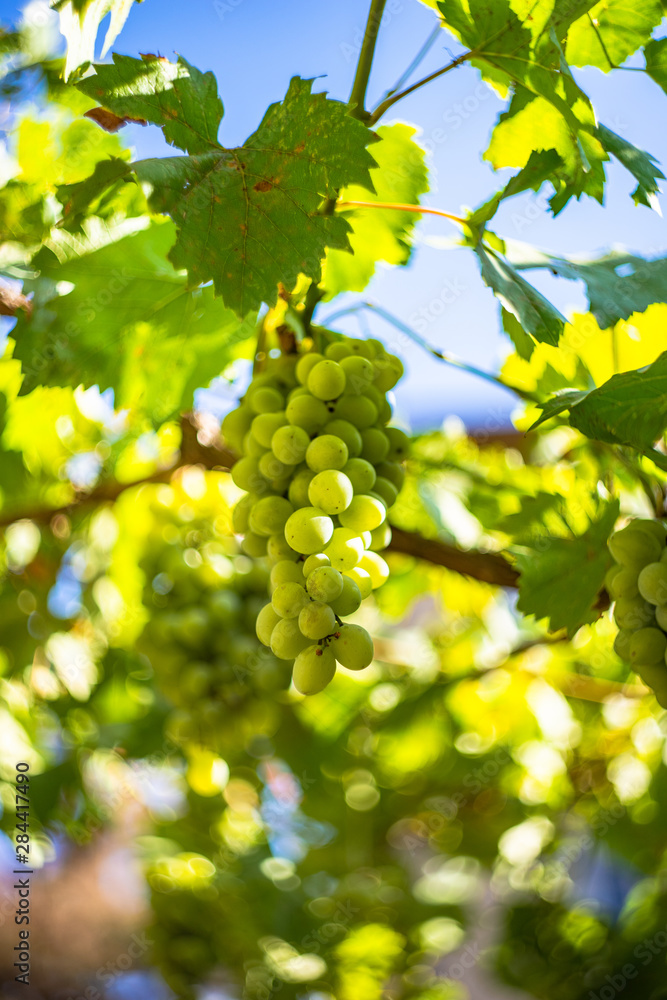 Organic grape in vineyard