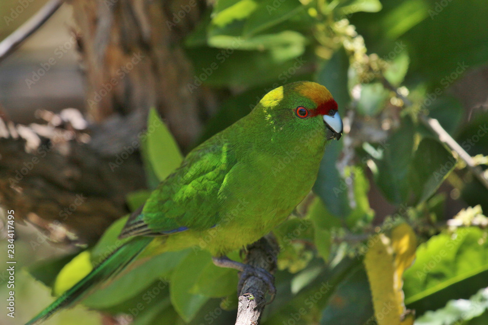 Yellow Crowned Parakeet Endemic to New Zealand Yellow Crowned Parakeet Endemic to New Zealand