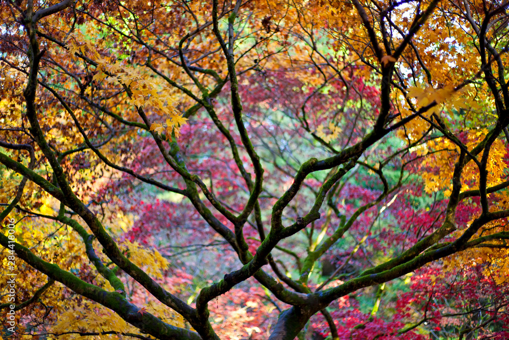 Autumn leaves, Westonbirt Arboretum, Gloucestershire, England, UK