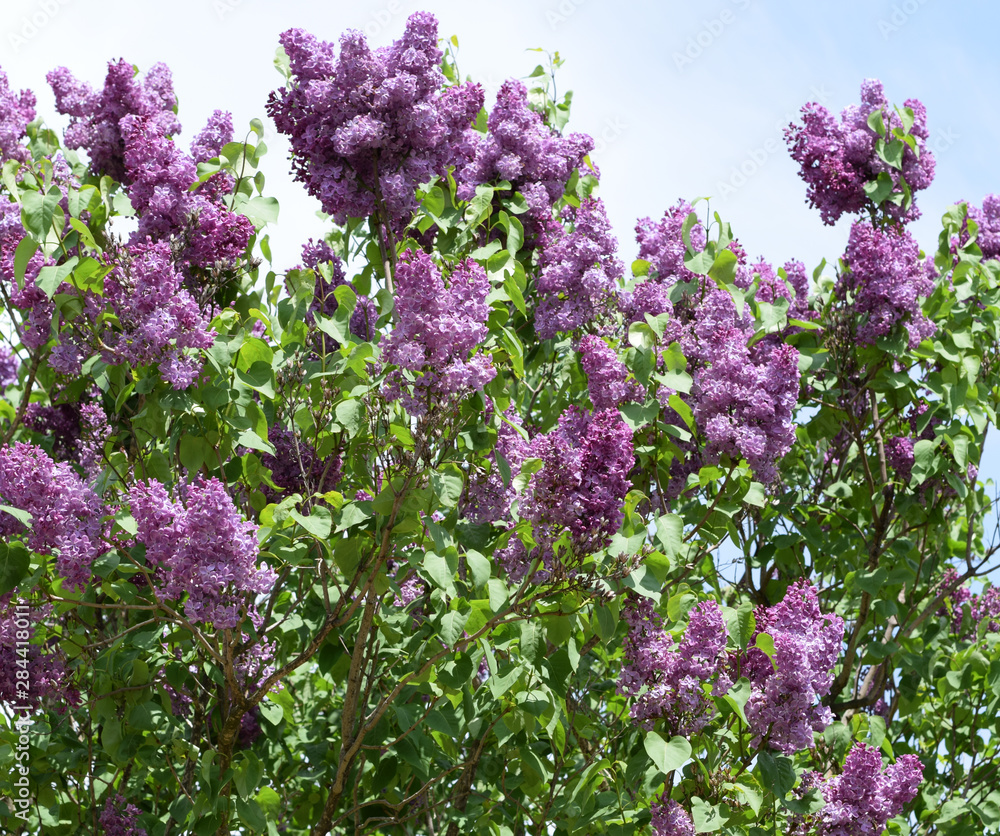 Obraz premium Beautiful purple lilac flowers outdoors.