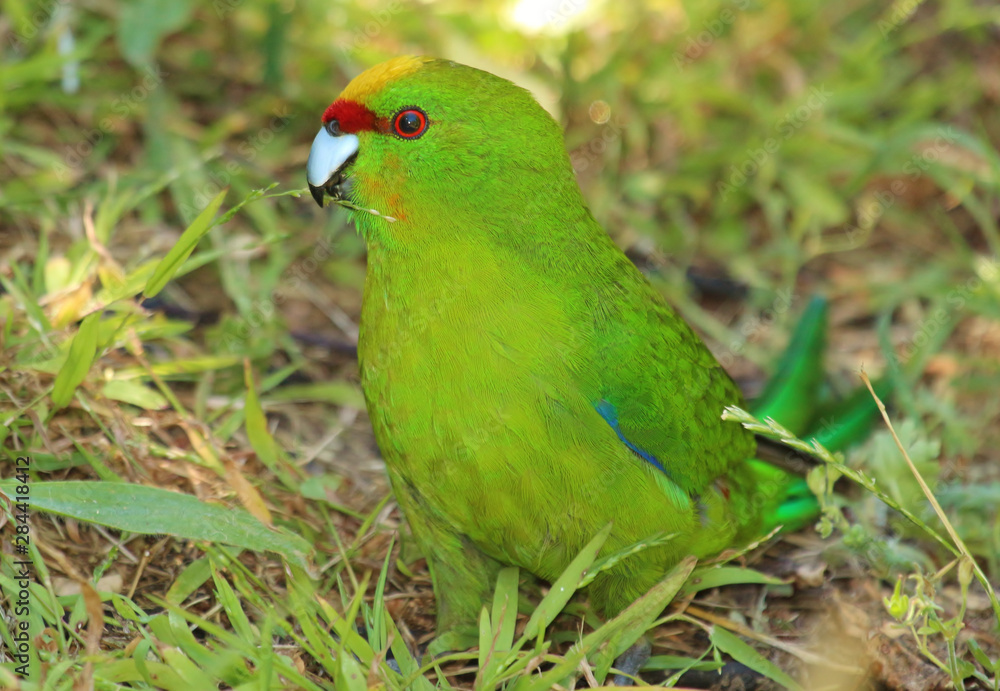 Yellow Crowned Parakeet Endemic to New Zealand