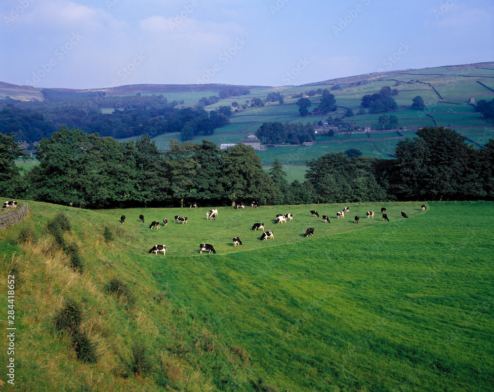 England, Pateley Bridge. Dairy cows dot the green fields of the Pateley Bridge area, Yorkshire Dales National Park, England.