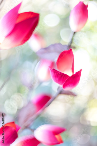 Tulipan 