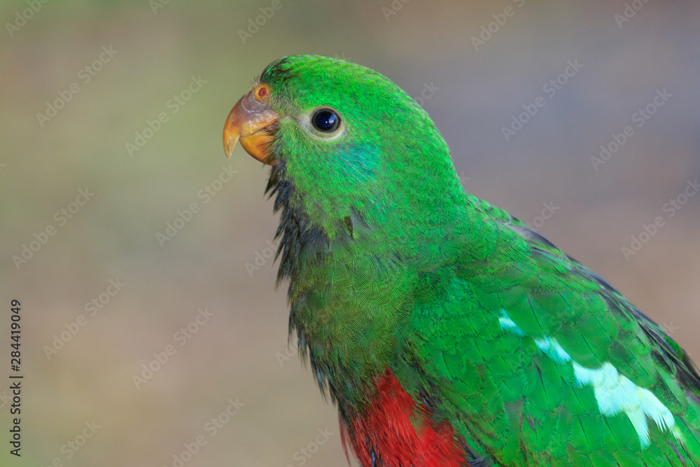 Obraz premium Australian King Parrot