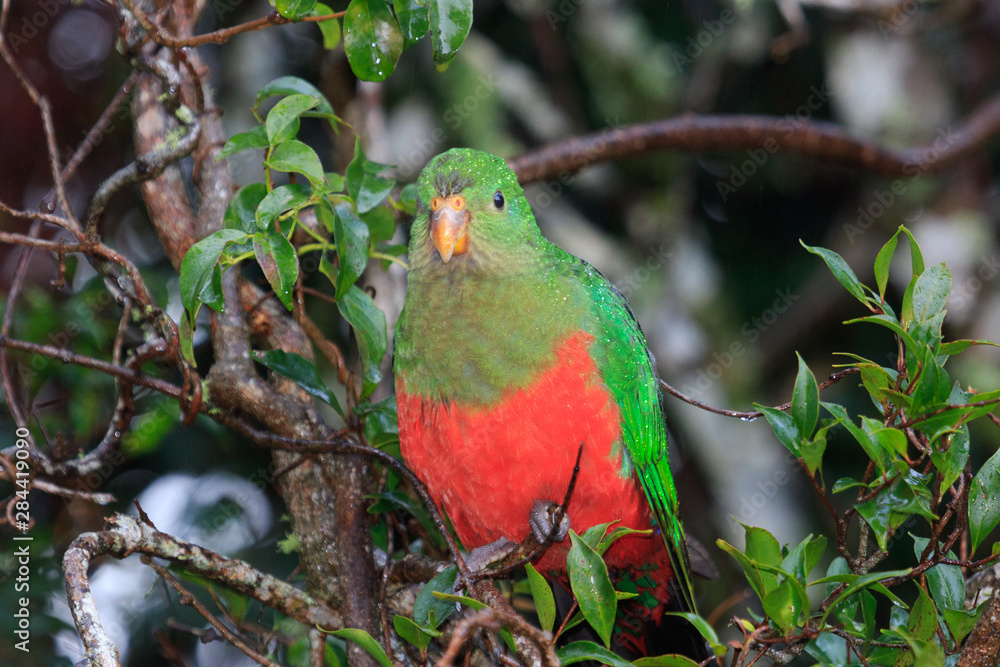 Obraz premium Australian King Parrot