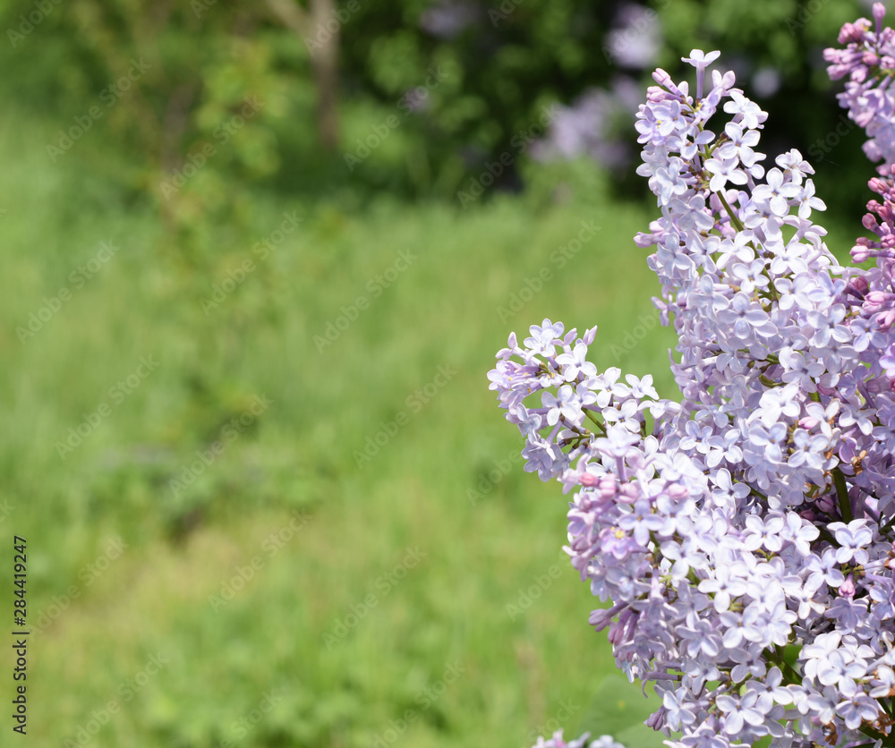 Beautiful purple lilac flowers outdoors. Beautiful purple lilac flowers outdoors.
