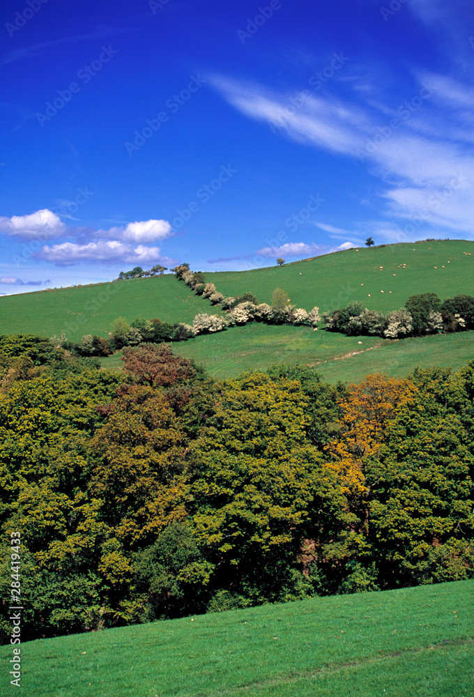 Wales, Gwynedd County, Ty-nant Valley. Large trees offer shelter to sheep and other animals in the Ty-Nant area of Gwynedd County, Wales.