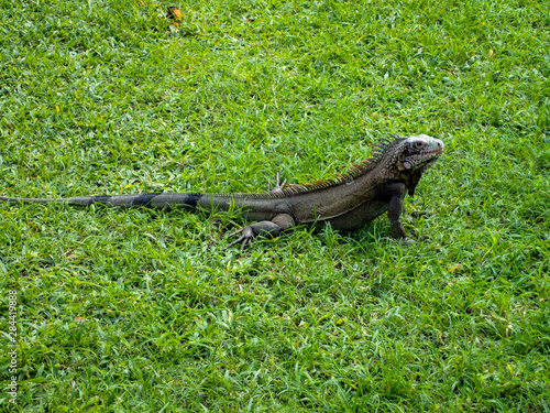 Caribbean Iguana sitting in the grass. © Joni
