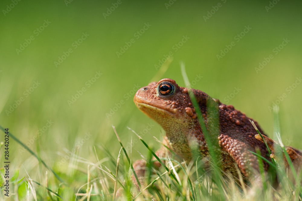 A brown common toad (Bufo bufo) in green grass. A brown common toad (Bufo bufo) in green grass.