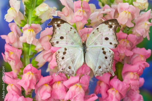 The Forest Mother of Pearl Butterfly (Protogoniomorpha parhassus) from the Forested areas of Africa, Salamis parhassus photo