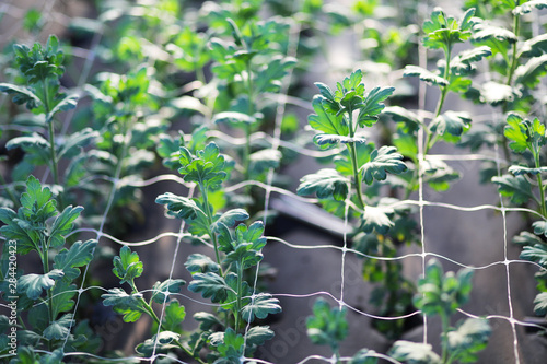 Autumn Growing chrysanthemum under spunbond (agrofibre) in a greenhouse. Green stems grow in covered ground.