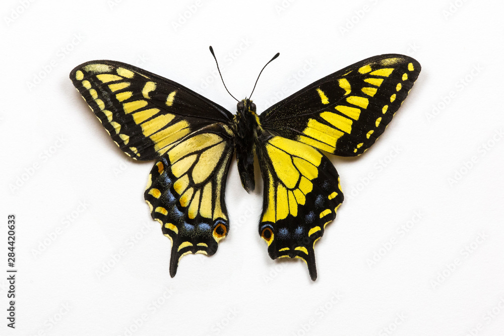 Anise Swallowtail Butterfly, Papilio zelicaon zelicaon top and bottom wing comparison Anise Swallowtail Butterfly, Papilio zelicaon zelicaon top and bottom wing comparison