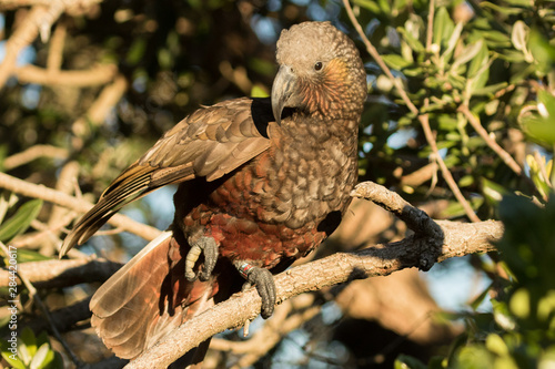 Kaka New Zealand Endemic Parrot