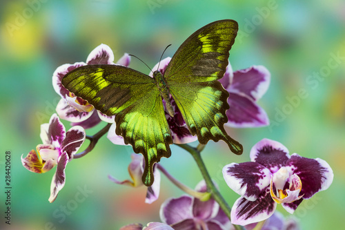 Green Swallowtail Butterfly Papilio neumogeni photo