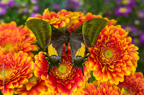 Kaiser-i-Hind or Emperor of India Butterfly, Teinopalpus imperialis photo