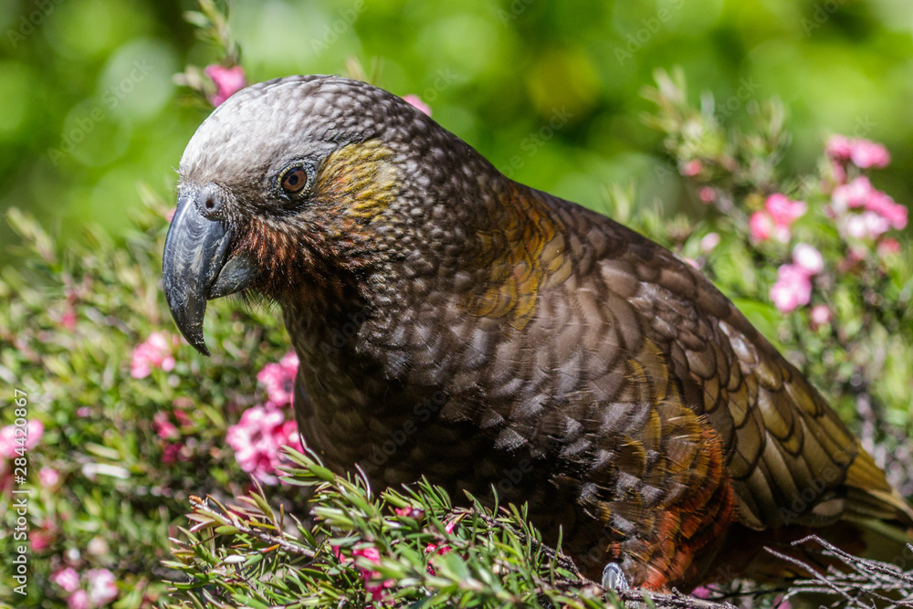 Obraz premium Kaka New Zealand Endemic Parrot