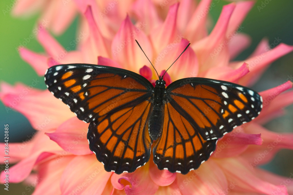 Viceroy Butterfly a mimic of the Monarch butterfly, Limenitis archippus Viceroy Butterfly a mimic of the Monarch butterfly, Limenitis archippus