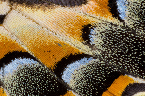 Canvas Print Close-up detail wing pattern of tropical butterfly
