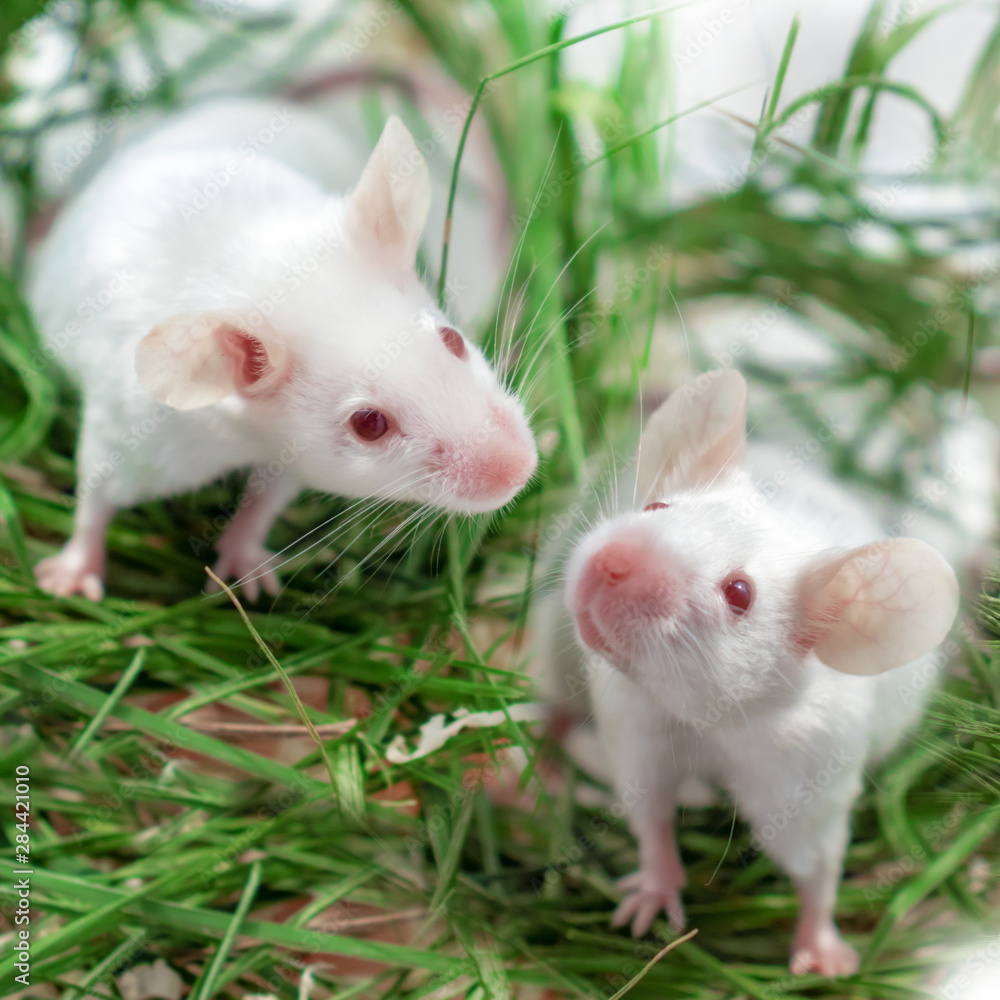 Mock up with two white albino laboratory mouse sitting in green dried grass, hay. Cute little rodent muzzles close up, pet animal and veterinary concept Mock up with two white albino laboratory mouse sitting in green dried grass, hay. Cute little rodent muzzles close up, pet animal and veterinary concept
