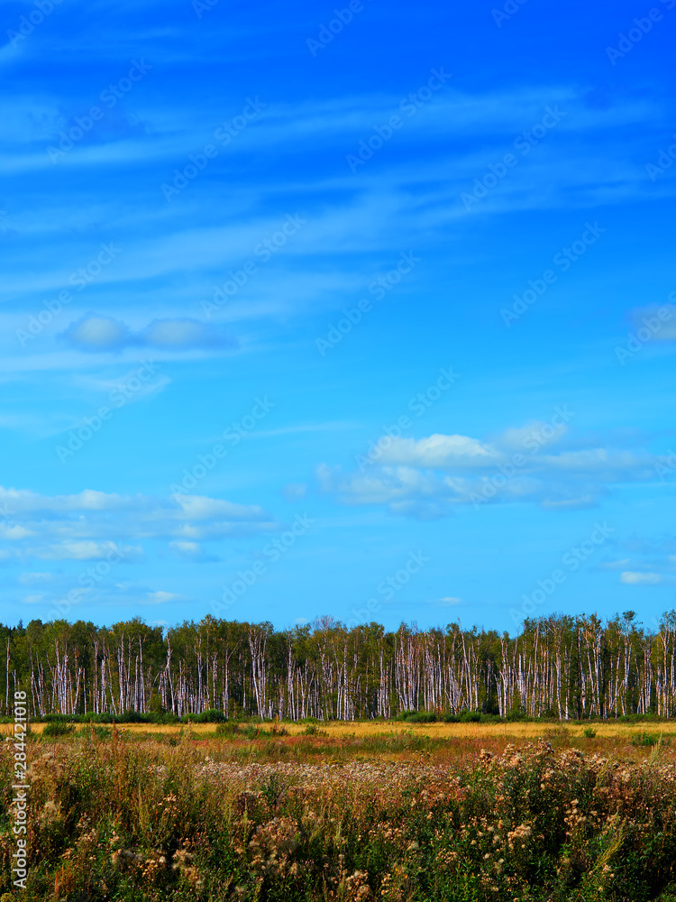 Vertical forest line landscape background