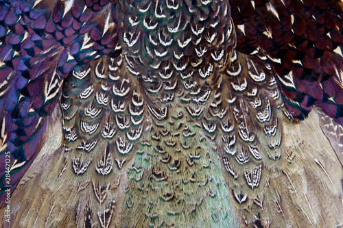 Melanistic Pheasant feather pattern photo